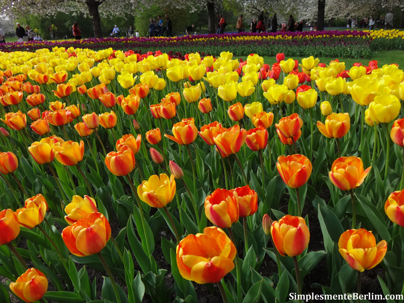 Tulipan – Festival da Tulipa