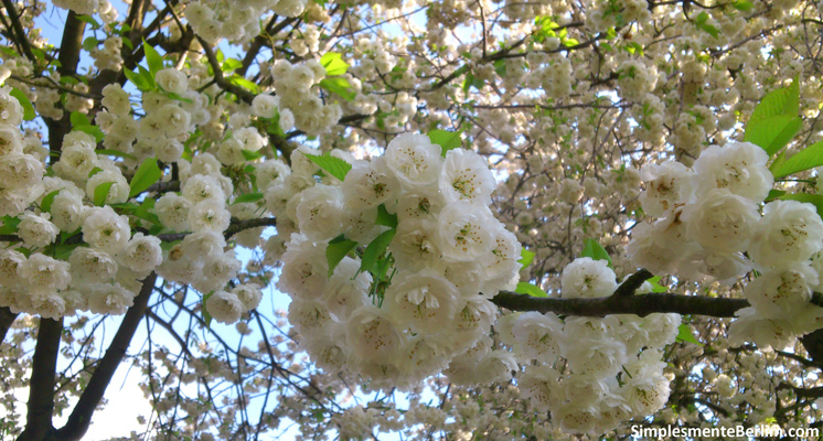 Os melhores lugares para apreciar a primavera em Berlim