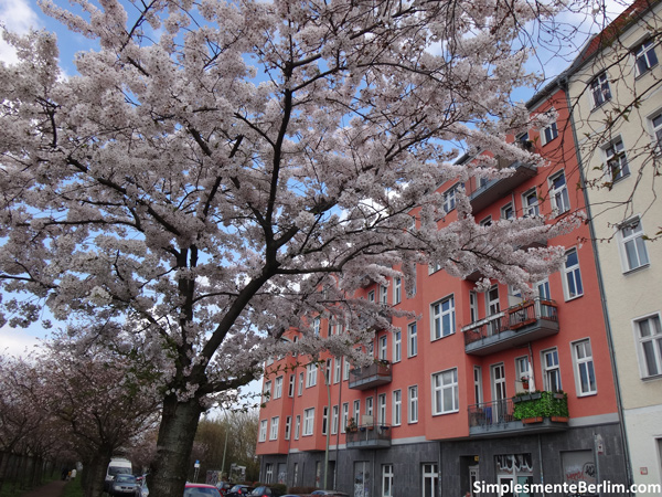 Norwegerstraße na primavera