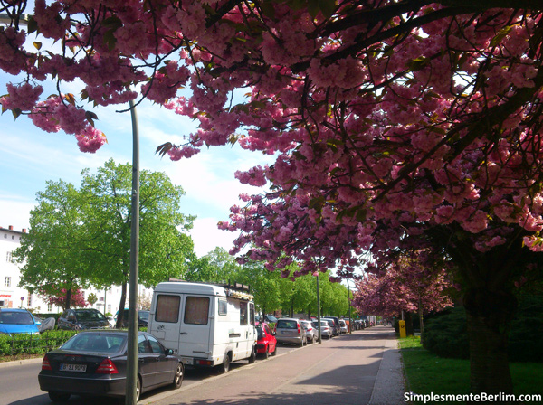 Cerejeiras na Parchimer Allee