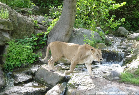 Zoológico de Berlim 